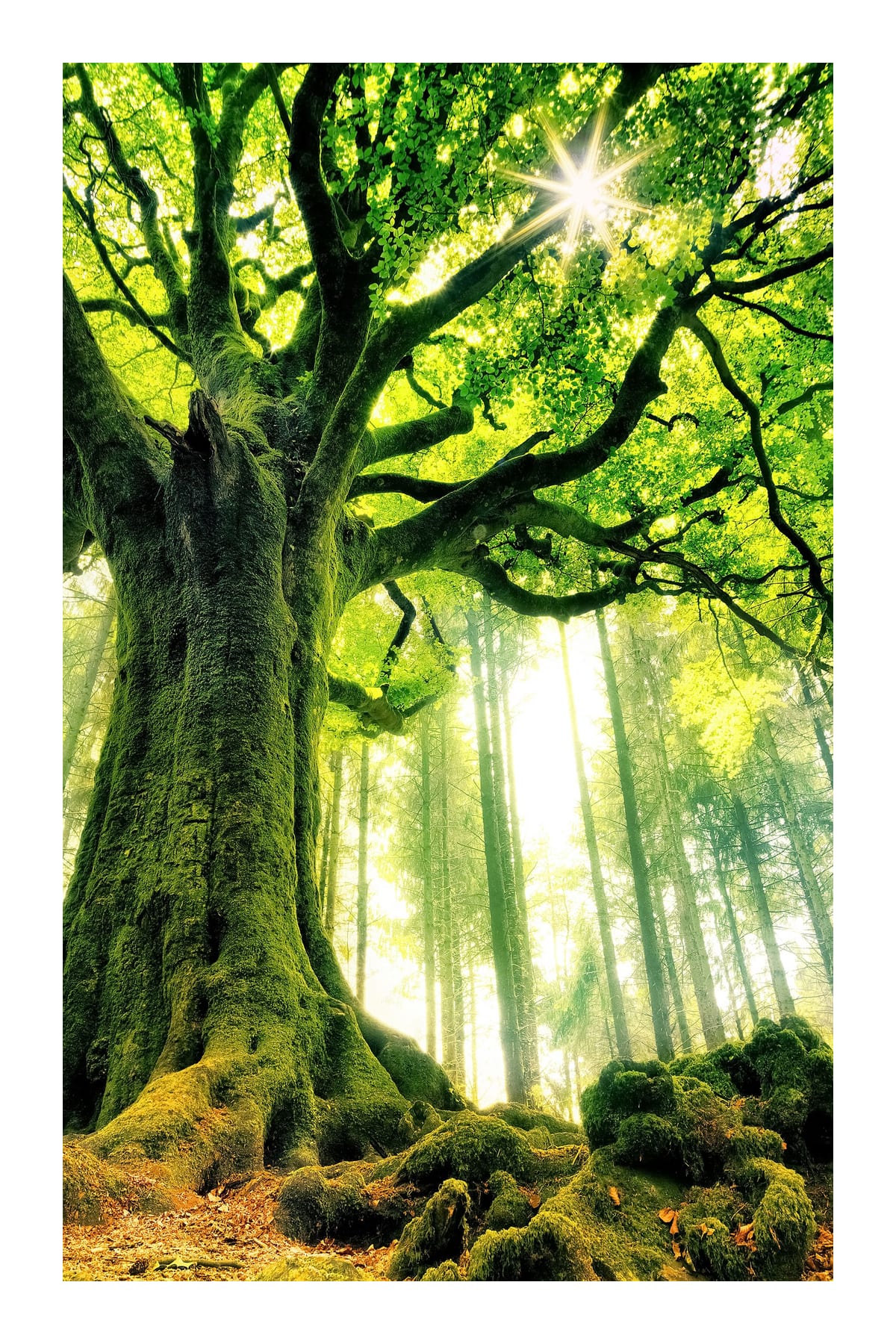 variant-60x90_with-margin