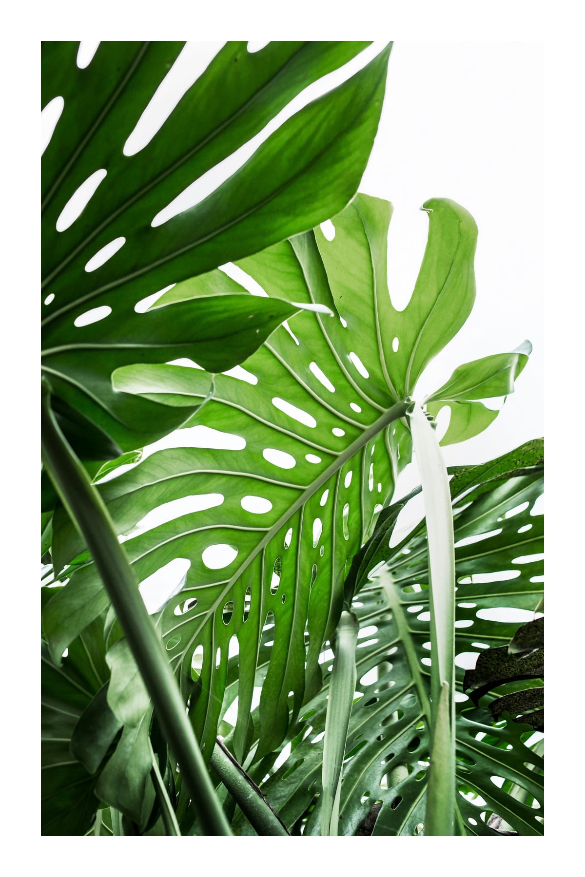 variant-60x90_with-margin