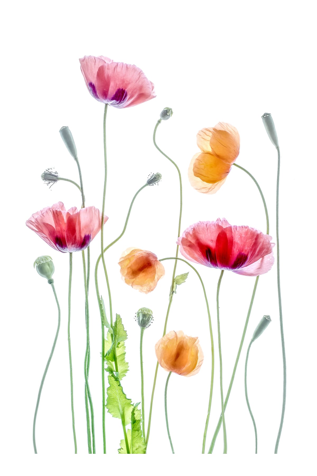 variant-60x90_with-margin