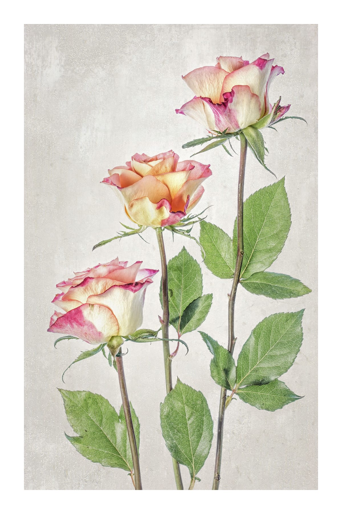 variant-60x90_with-margin