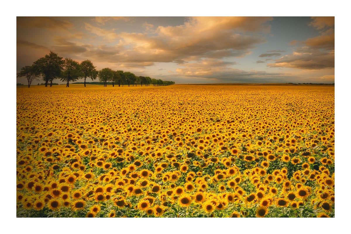 variant-60x90_with-margin