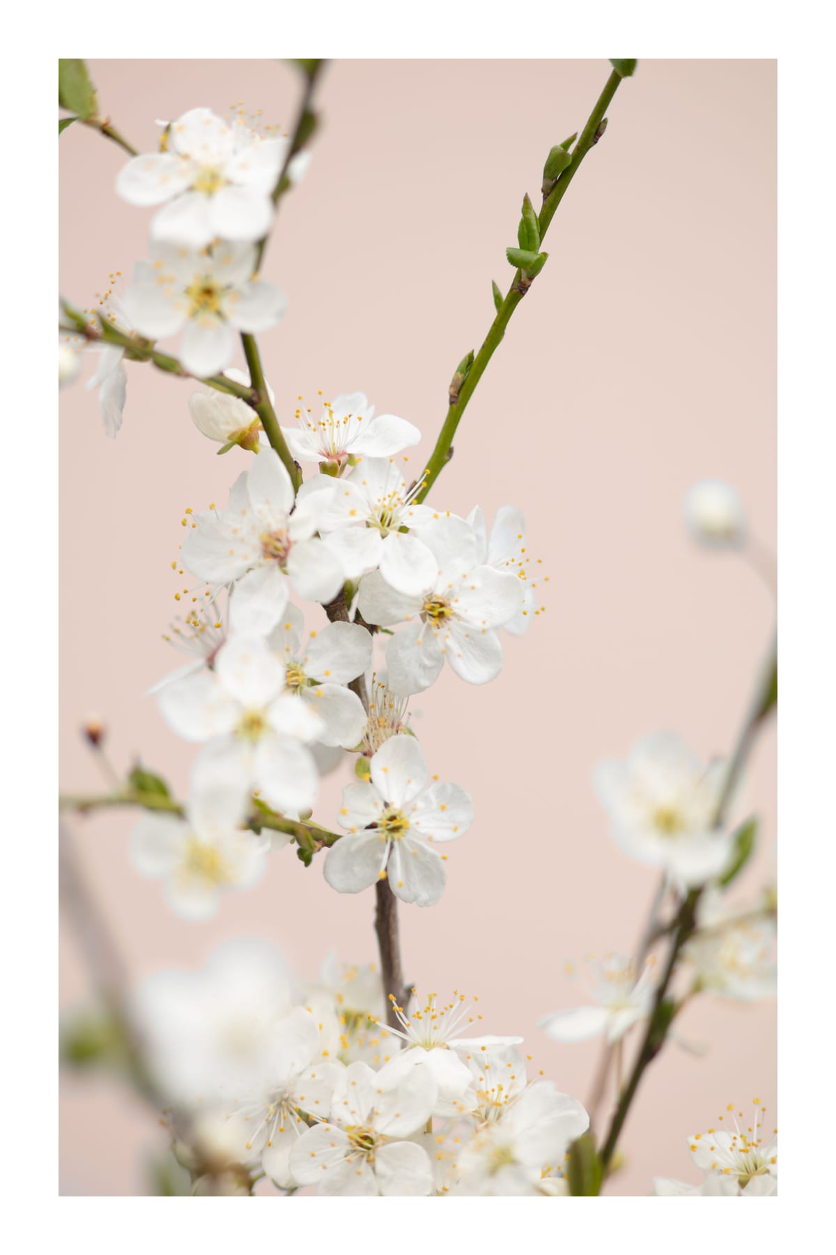variant-60x90_with-margin