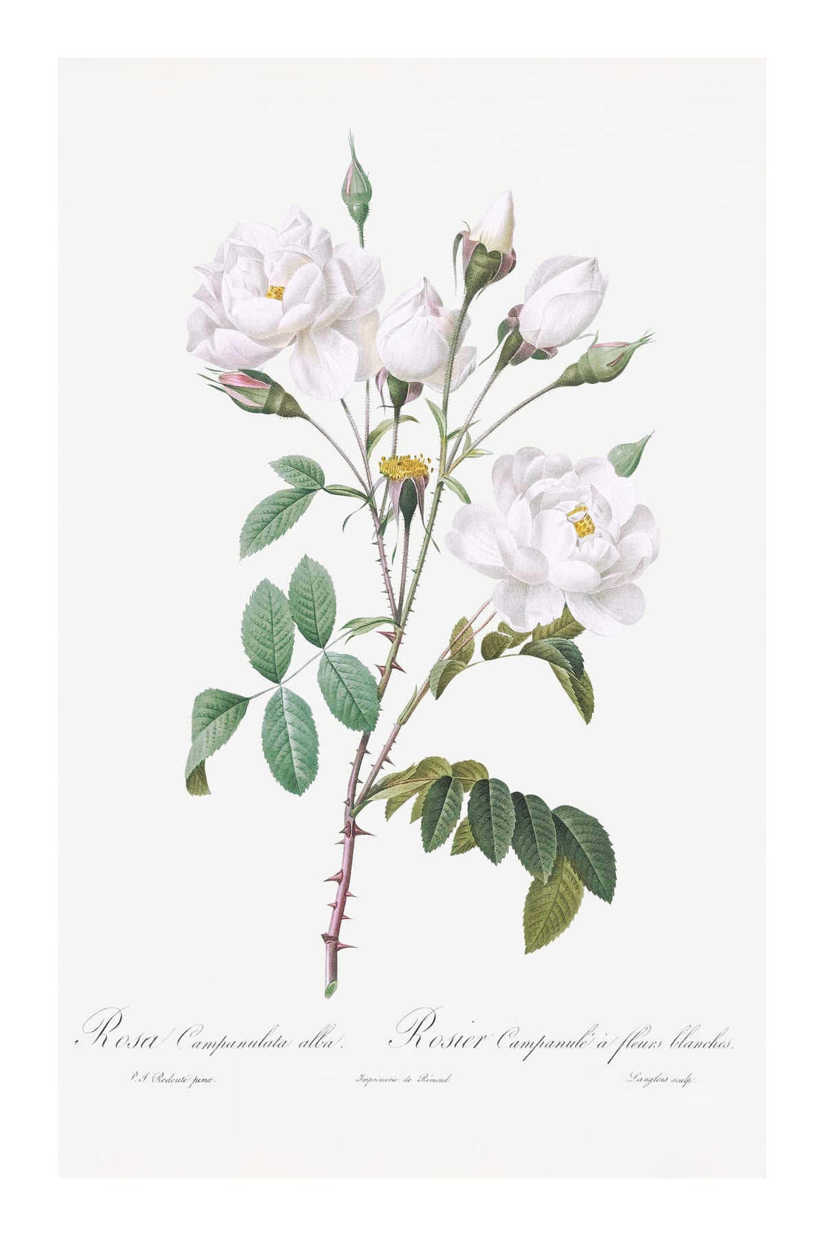 variant-60x90_with-margin