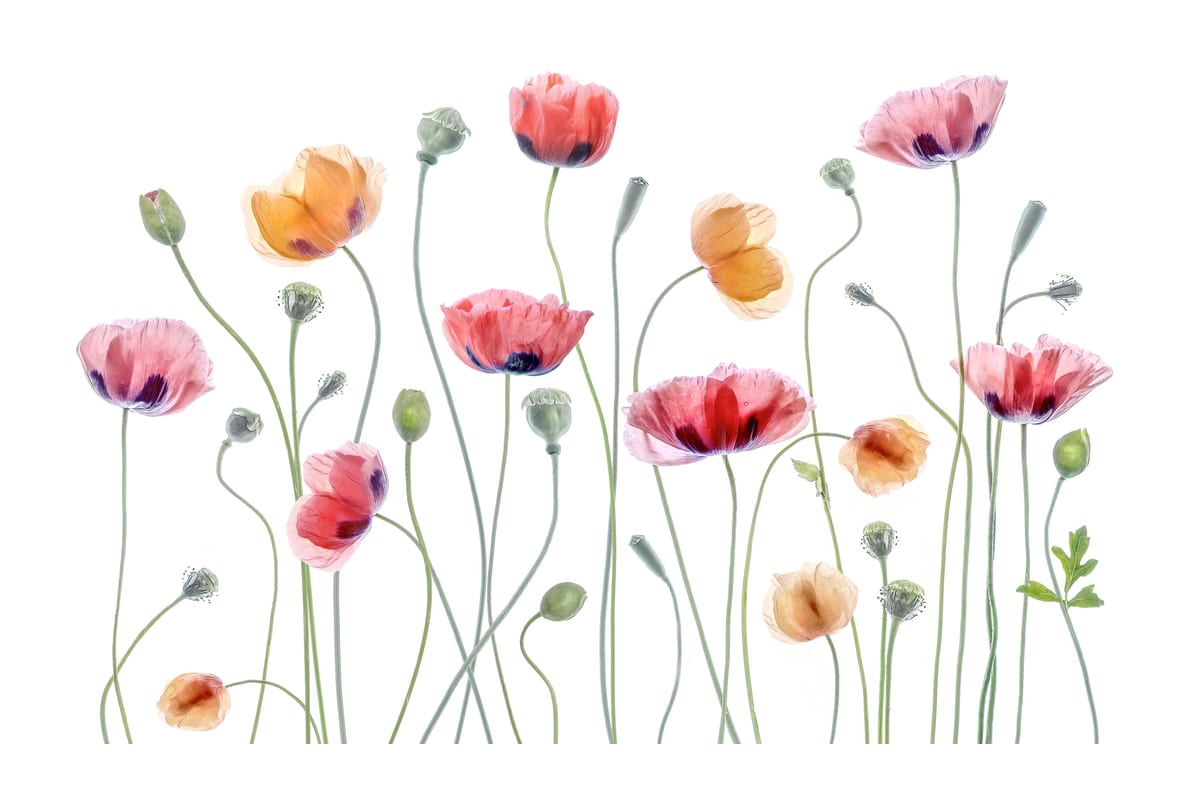 variant-60x90_with-margin