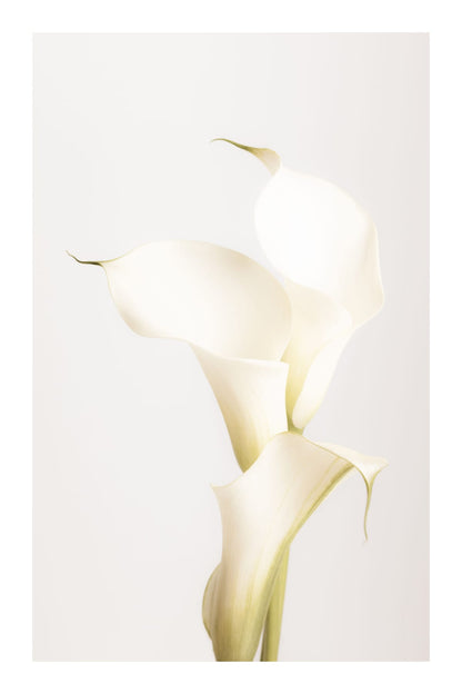 variant-60x90_with-margin
