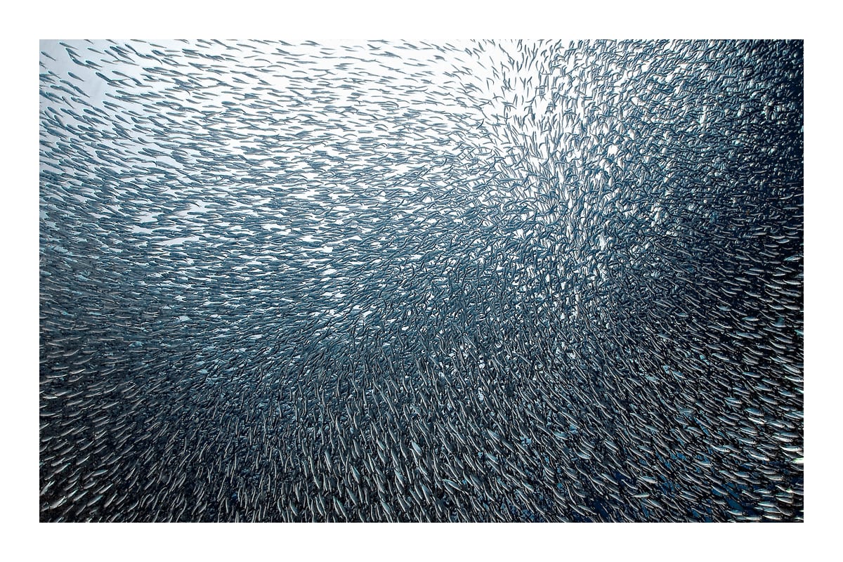 variant-60x90_with-margin