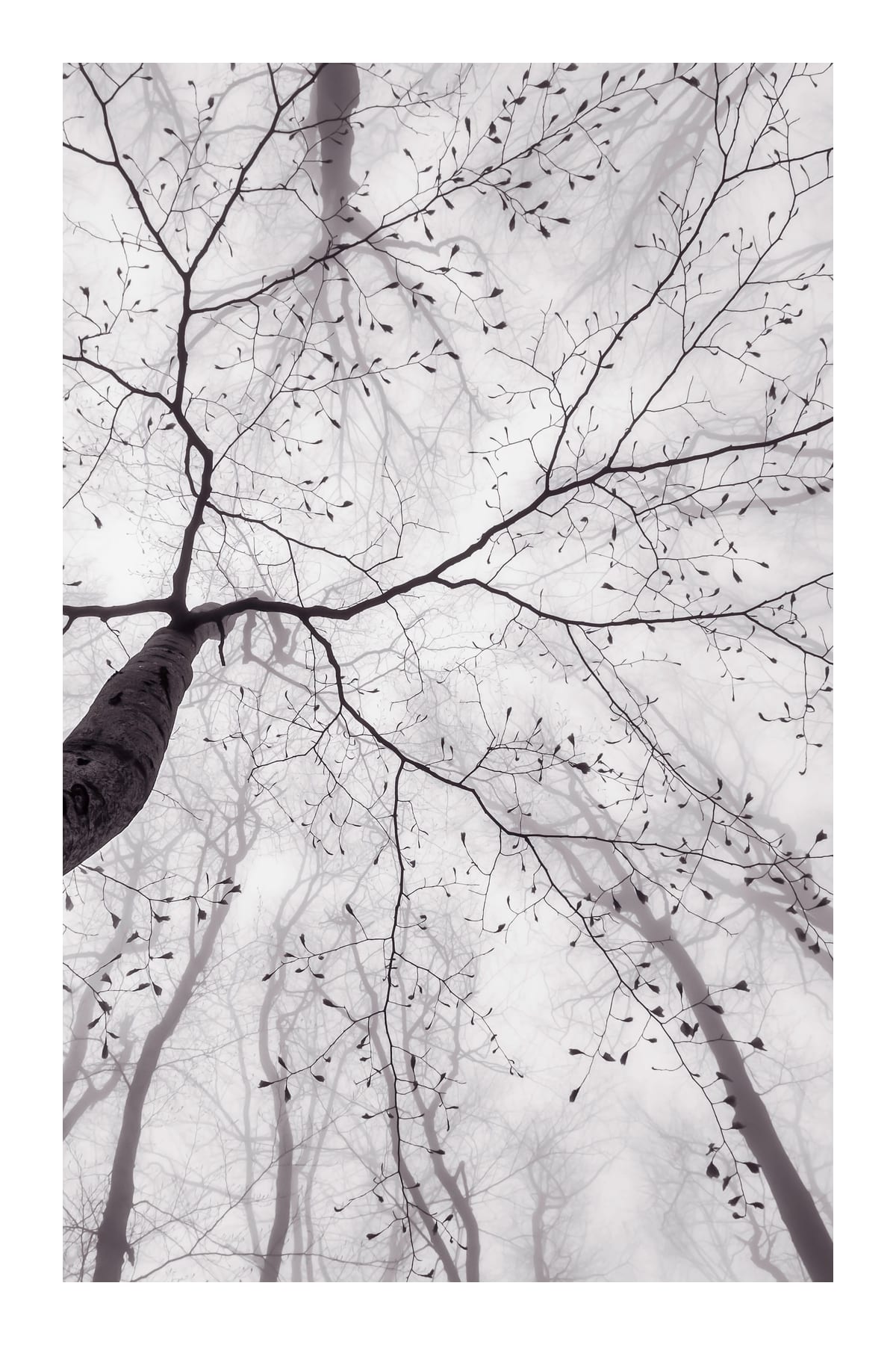 variant-60x90_with-margin