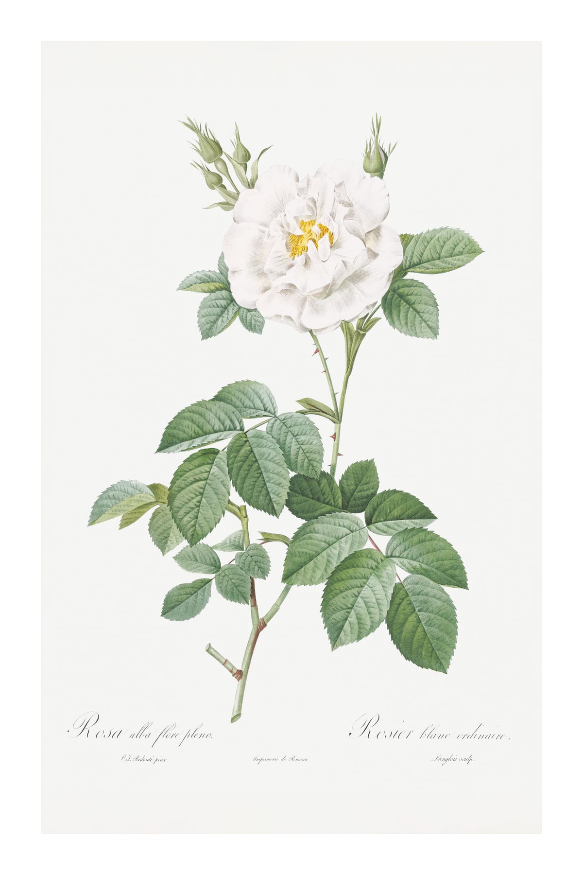 variant-60x90_with-margin