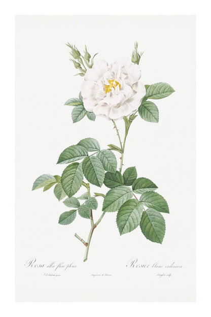 variant-60x90_with-margin