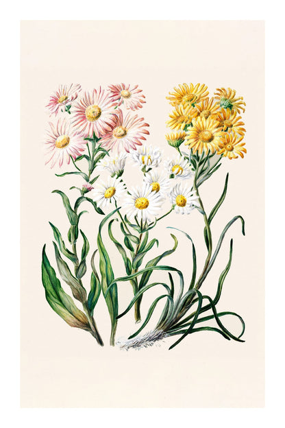 variant-60x90_with-margin