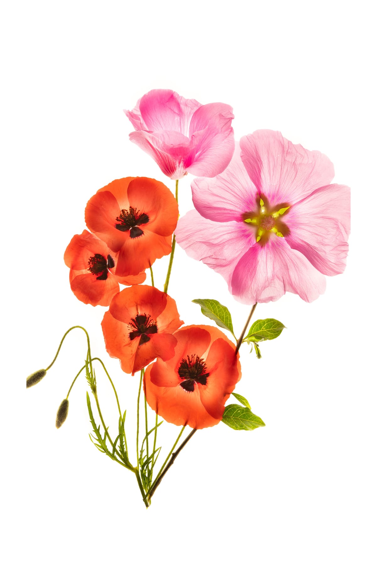 variant-60x90_with-margin