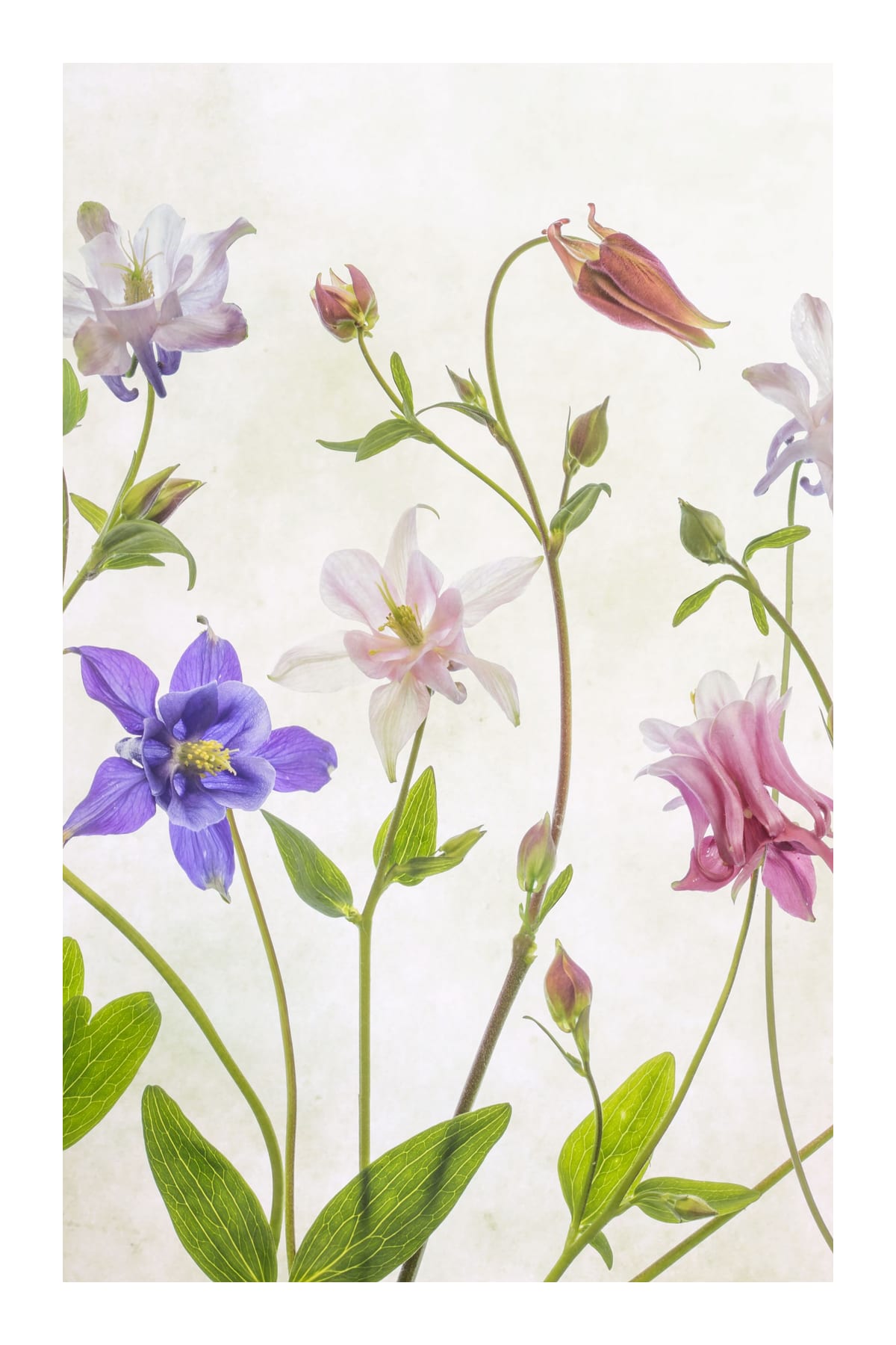 variant-60x90_with-margin