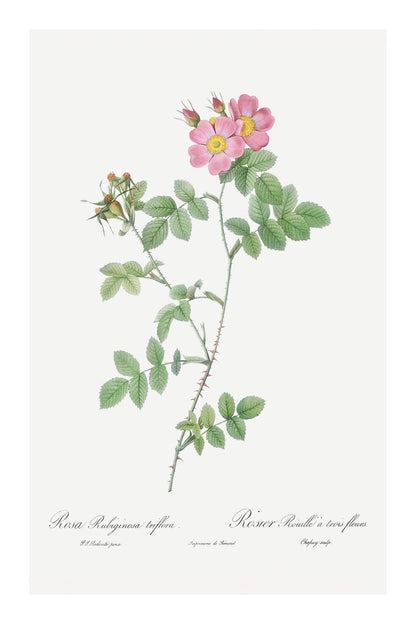 variant-60x90_with-margin