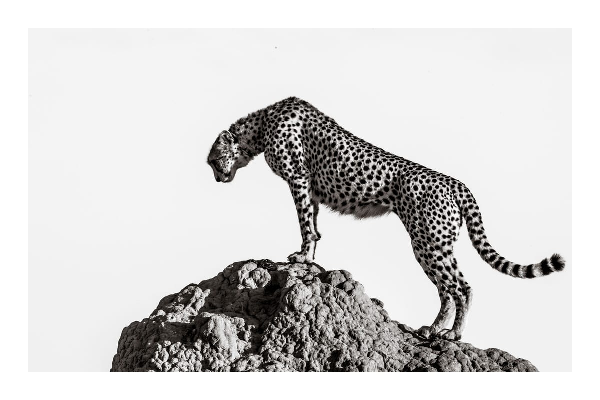 variant-60x90_with-margin