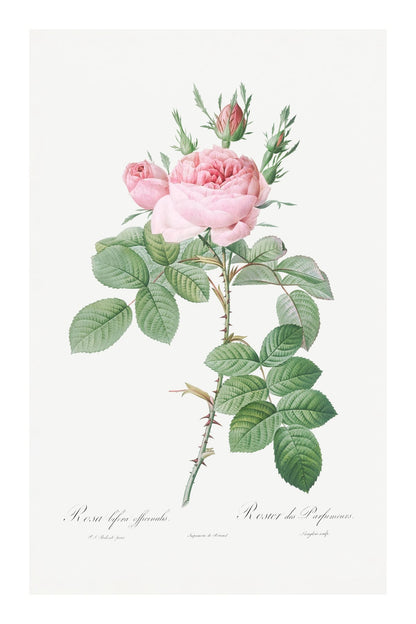 variant-60x90_with-margin