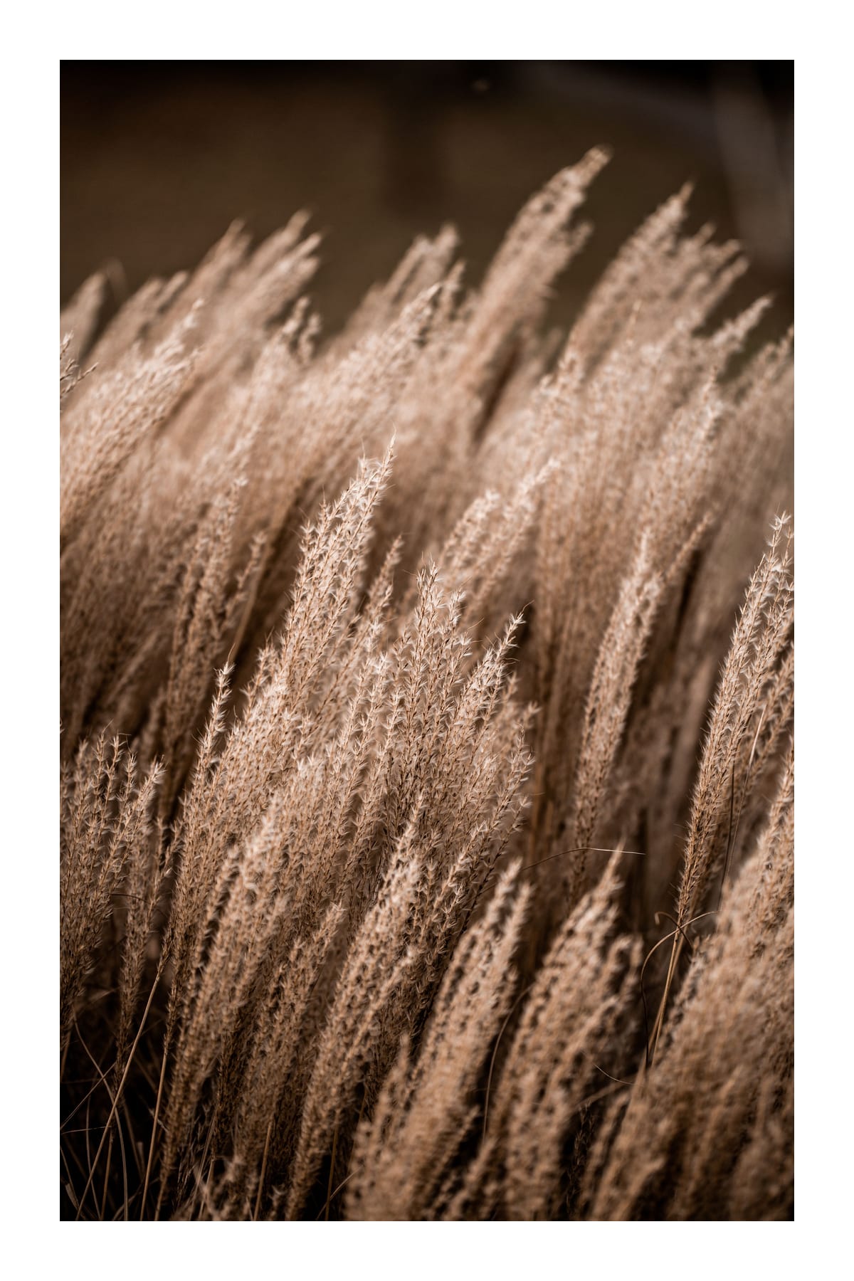 variant-60x90_with-margin