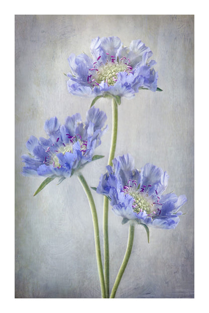 variant-60x90_with-margin