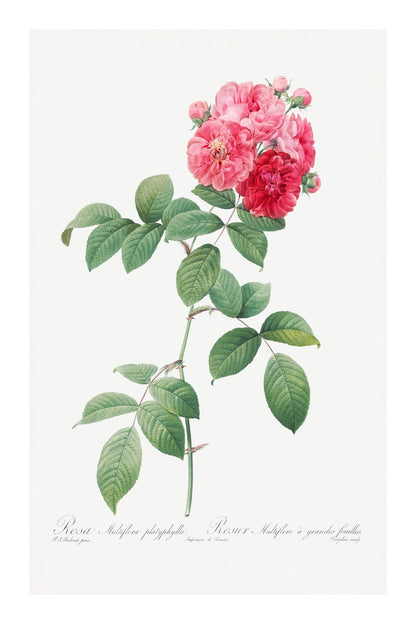 variant-60x90_with-margin