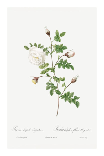 variant-60x90_with-margin