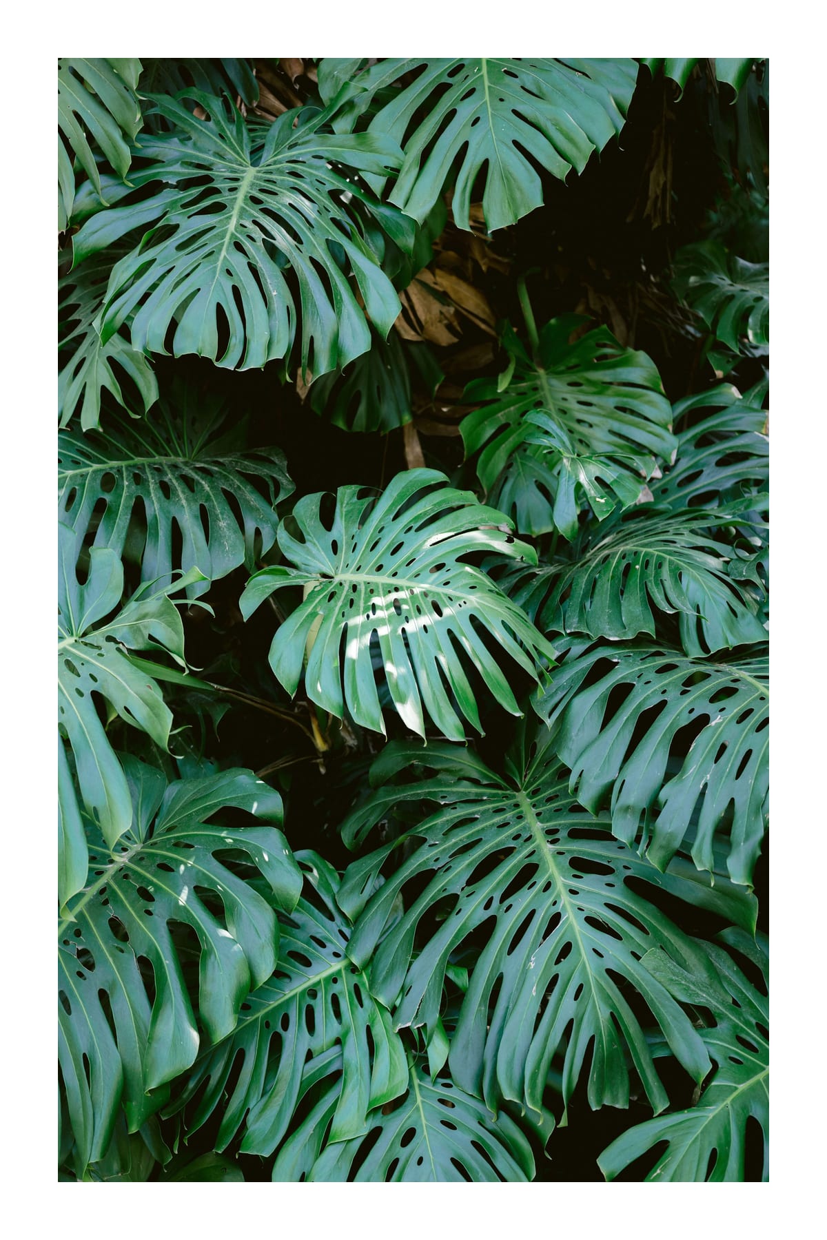 variant-60x90_with-margin