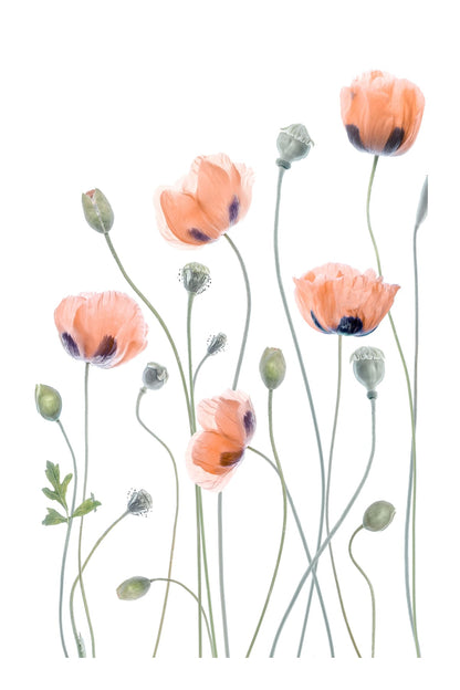 variant-60x90_with-margin