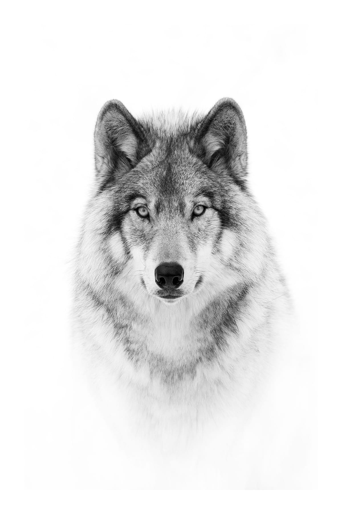 variant-60x90_with-margin