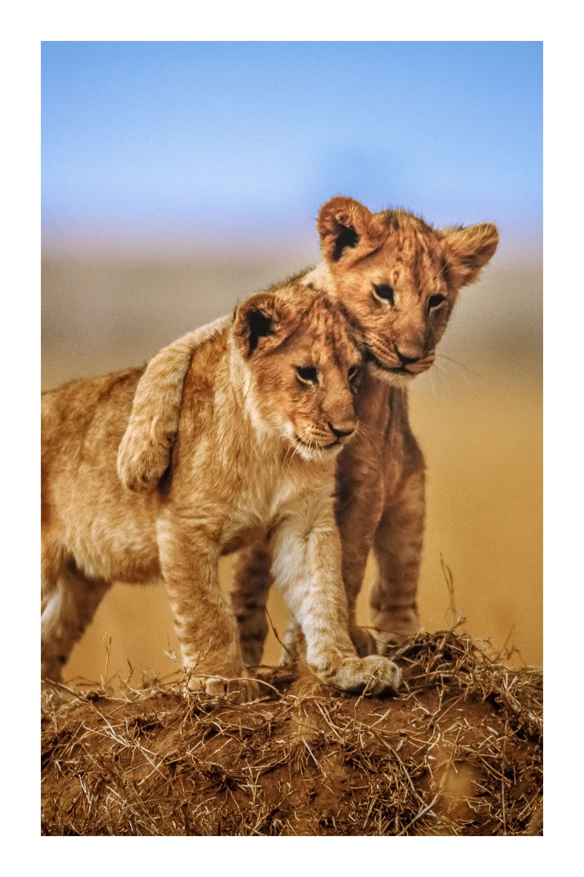 variant-60x90_with-margin