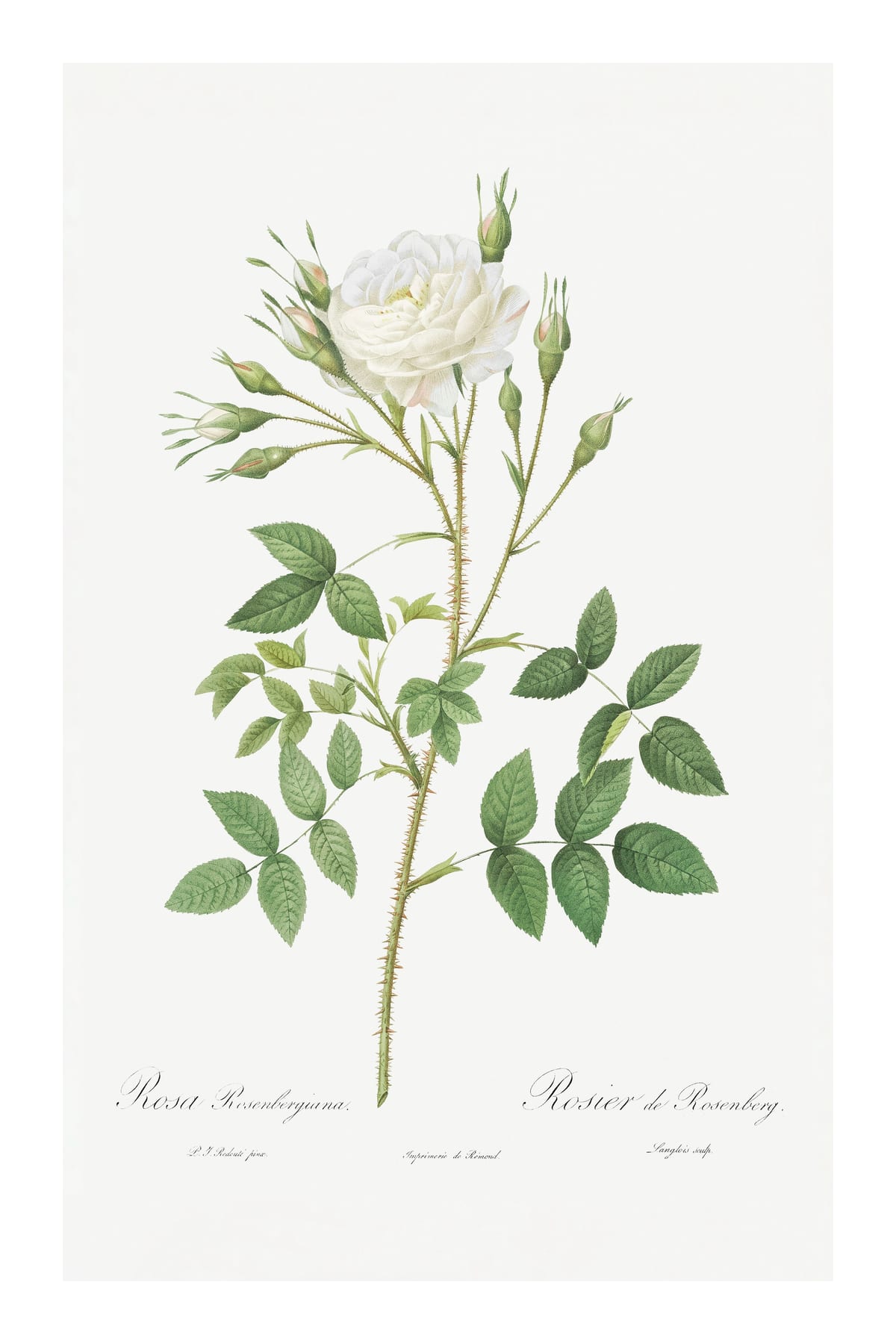 variant-60x90_with-margin