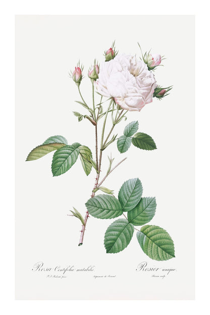 variant-60x90_with-margin