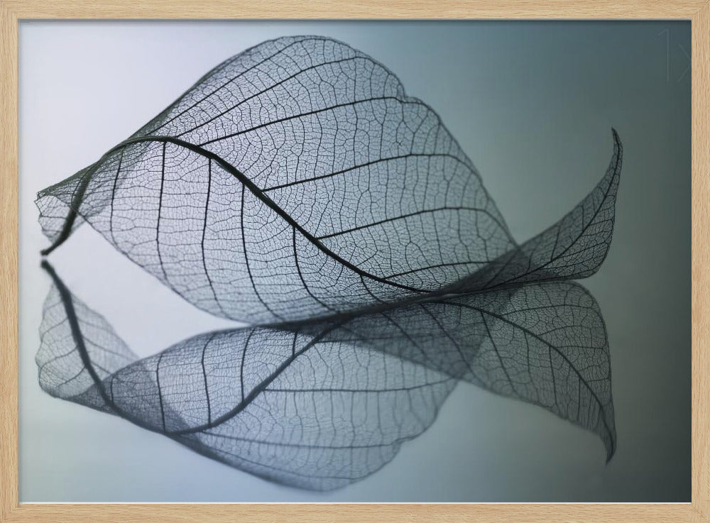 A close-up, macro photograph of a delicate skeleton leaf with intricate veins. The leaf is curled and resting on a reflective surface, creating a mirror image below it. The background is a soft, cool gradient from light blue to a darker muted teal. The image is presented within a brushed silver frame. Artwork