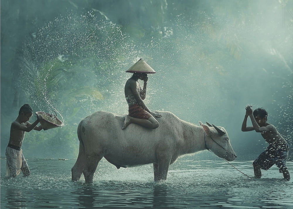 A serene photograph of three young boys playing in a river with a large water buffalo, one boy sits atop the animal while the others splash water, all set against a misty green backdrop and framed in silver. Print