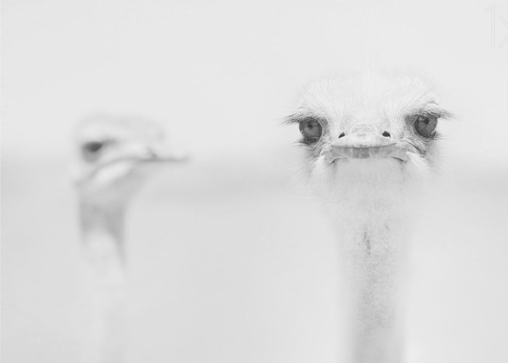 A minimalist black and white close-up photograph of an ostrich looking directly at the camera with a curious expression. Its large eyes and long eyelashes are in sharp focus, while another ostrich is blurred in the background, all set against a bright white backdrop and enclosed in a silver frame. Print