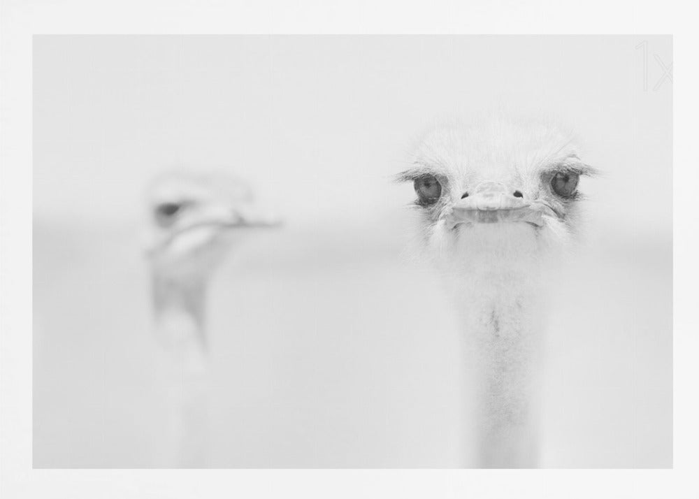 A minimalist black and white close-up photograph of an ostrich looking directly at the camera with a curious expression. Its large eyes and long eyelashes are in sharp focus, while another ostrich is blurred in the background, all set against a bright white backdrop and enclosed in a silver frame. Print