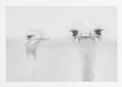 A minimalist black and white close-up photograph of an ostrich looking directly at the camera with a curious expression. Its large eyes and long eyelashes are in sharp focus, while another ostrich is blurred in the background, all set against a bright white backdrop and enclosed in a silver frame. Print