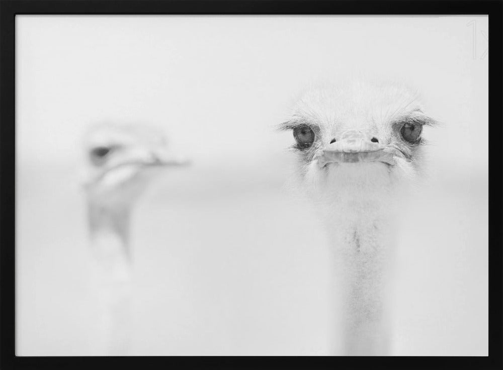 A minimalist black and white close-up photograph of an ostrich looking directly at the camera with a curious expression. Its large eyes and long eyelashes are in sharp focus, while another ostrich is blurred in the background, all set against a bright white backdrop and enclosed in a silver frame. Print