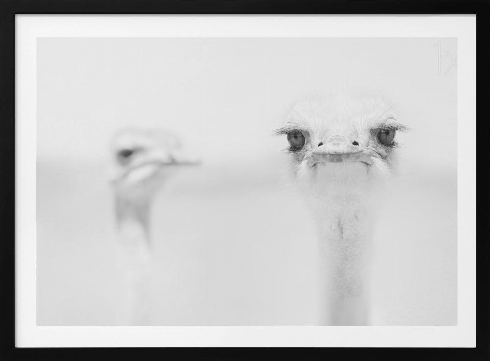 A minimalist black and white close-up photograph of an ostrich looking directly at the camera with a curious expression. Its large eyes and long eyelashes are in sharp focus, while another ostrich is blurred in the background, all set against a bright white backdrop and enclosed in a silver frame. Print