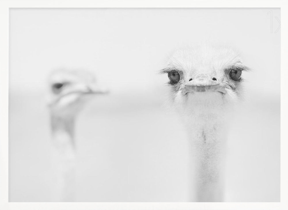 A minimalist black and white close-up photograph of an ostrich looking directly at the camera with a curious expression. Its large eyes and long eyelashes are in sharp focus, while another ostrich is blurred in the background, all set against a bright white backdrop and enclosed in a silver frame. Print