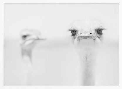 A minimalist black and white close-up photograph of an ostrich looking directly at the camera with a curious expression. Its large eyes and long eyelashes are in sharp focus, while another ostrich is blurred in the background, all set against a bright white backdrop and enclosed in a silver frame. Print