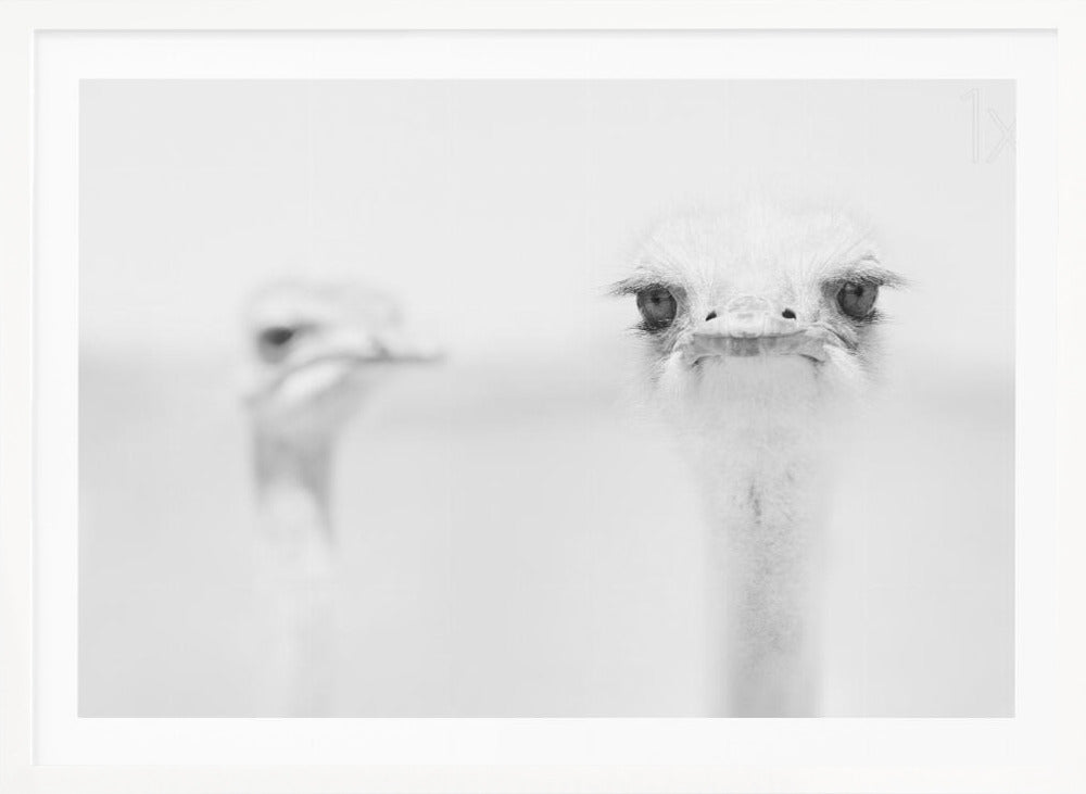 A minimalist black and white close-up photograph of an ostrich looking directly at the camera with a curious expression. Its large eyes and long eyelashes are in sharp focus, while another ostrich is blurred in the background, all set against a bright white backdrop and enclosed in a silver frame. Print