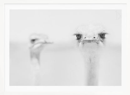 A minimalist black and white close-up photograph of an ostrich looking directly at the camera with a curious expression. Its large eyes and long eyelashes are in sharp focus, while another ostrich is blurred in the background, all set against a bright white backdrop and enclosed in a silver frame. Print