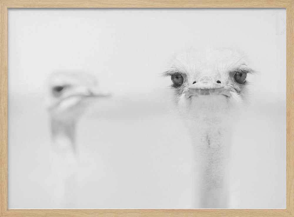 A minimalist black and white close-up photograph of an ostrich looking directly at the camera with a curious expression. Its large eyes and long eyelashes are in sharp focus, while another ostrich is blurred in the background, all set against a bright white backdrop and enclosed in a silver frame. Print