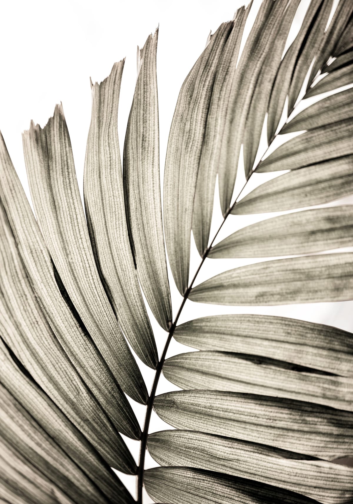 variant-70x100_no-margin