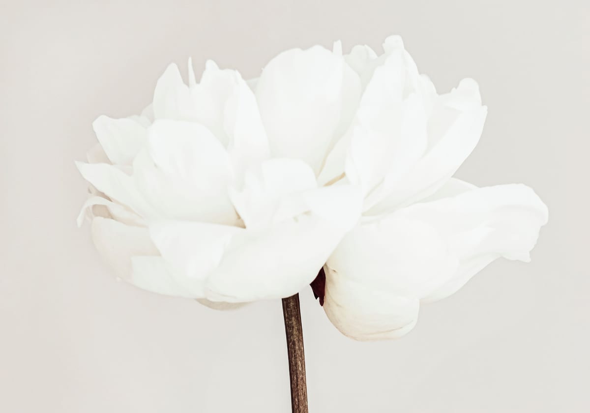 variant-70x100_no-margin
