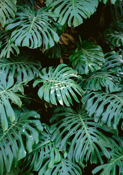 variant-70x100_no-margin