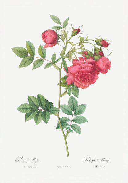 variant-70x100_no-margin