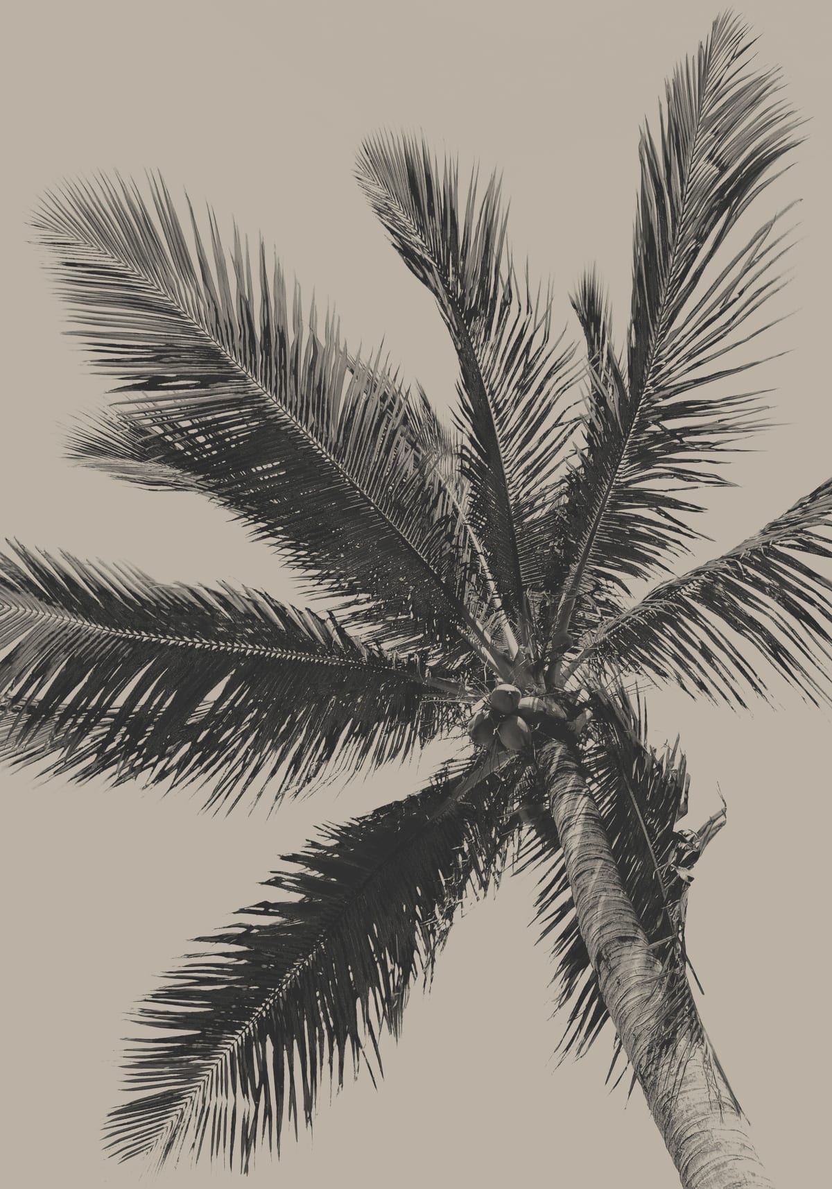 variant-70x100_no-margin