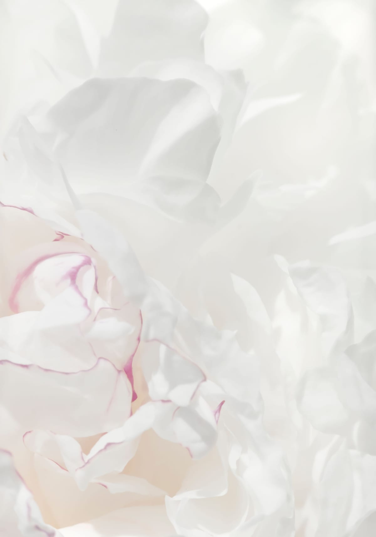 variant-70x100_no-margin