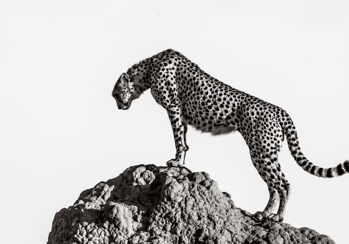 variant-70x100_no-margin