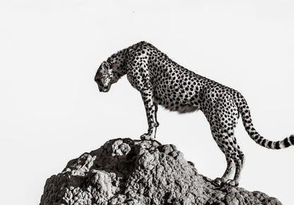 variant-70x100_no-margin