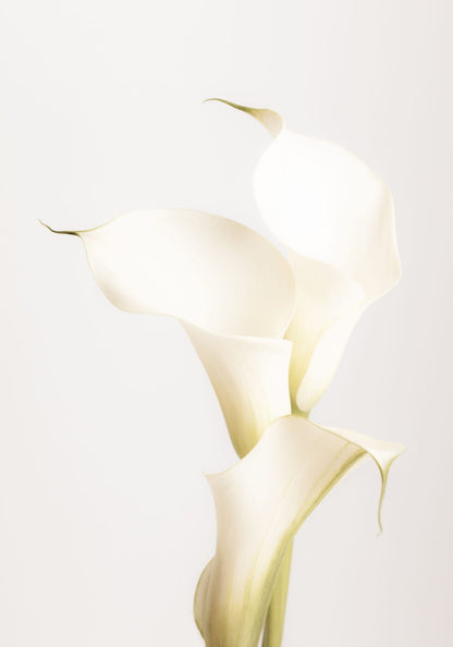 variant-70x100_no-margin